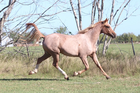 RO Shy Dancer